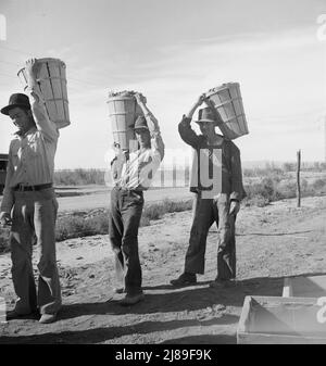 PEA-Kommissionierer kommen vom Feld zum Wiegemeister. Imperial Valley, Kalifornien. Stockfoto