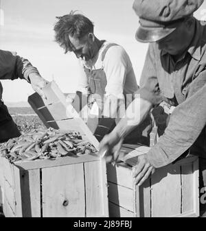 Industrialisierte Großlandwirtschaft. Calipatria, Imperial Valley, Kalifornien. Wanderarbeiter, die Erbsen für den Markt am Rande des Erbsenfeldes packen. Dies ist ein Versuch, ein Feldpaket zu vermarkten, im Gegensatz zu üblichen Packungen im Schuppen. Stockfoto