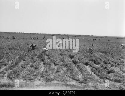 PEA-Kommissionierer in der Nähe von Calipatria, Kalifornien. Stockfoto