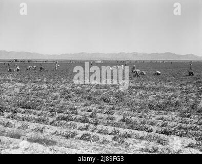 500 Erbsenpflücker auf dem Feld der großräumigen Sinclair Ranch. Neu zu Erbsen gepflanzt. In Der Nähe Von Calipatria, Kalifornien. Stockfoto