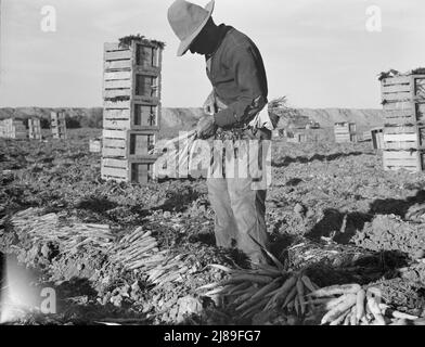 In Der Nähe Von Meloland, Imperial Valley. Großlandwirtschaft. Bandenarbeit, mexikanisch und weiß, aus dem Südwesten. Ziehen, säubern, binden und kicken Sie Karotten für den östlichen Markt für elf Cent pro Kiste mit achtundvierzig Bündchen. Viele können kaum einen Dollar pro Tag machen. Starkes Überangebot an Arbeitskräften und Wettbewerb um Arbeitsplätze scharf. Stockfoto