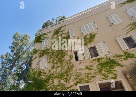 Efeu-Pflanze wächst an der Wand eines Gebäudes Stockfoto