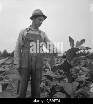 [Ohne Titel, möglicherweise verwandt mit: Kindern, die Vater helfen, Tabakpfarropper, bei der Arbeit in Tabakpflaster. Person County, North Carolina]. Stockfoto