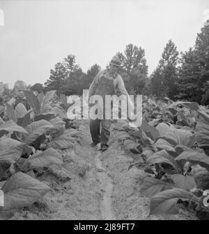 [Ohne Titel, möglicherweise verwandt mit: Kindern, die Vater helfen, Tabakpfarropper, bei der Arbeit in Tabakpflaster. Person County, North Carolina]. Stockfoto