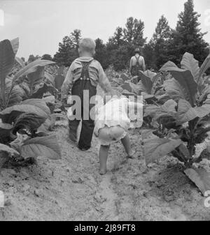 Kinder helfen Vater, Tabak-Pächter, bei der Arbeit in Tabak-Patch. Person County, North Carolina. Stockfoto