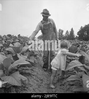 Kinder helfen Vater, Tabak-Pächter, bei der Arbeit in Tabak-Patch. Person County, North Carolina. Stockfoto