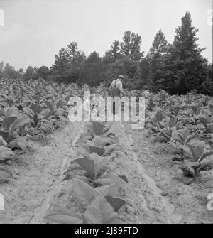 Kinder helfen Vater, Tabak-Pächter, bei der Arbeit in Tabak-Patch. Person County, North Carolina. Stockfoto