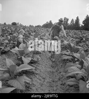 Kinder helfen Vater, Tabak-Pächter, bei der Arbeit in Tabak-Patch. Person County, North Carolina. Stockfoto