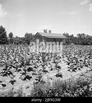 Pächter mit Kind in ihrem Tabakfeld. Beachten Sie, dass der Tabak bis zur Veranda wächst. In Der Nähe Von Chapel Hill, North Carolina. Stockfoto