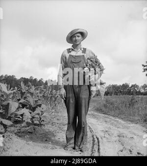 Der weiße Sharecropper, Mr. Taylor, hat gerade die Grundierung dieses Tabakfeldes beendet. Granville County, North Carolina. Stockfoto