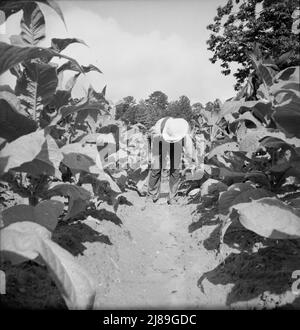 [Ohne Titel, möglicherweise verwandt mit: Der weiße Pächter, Mr. Taylor, hat gerade die Grundierung dieses Tabakfeldes beendet. Granville County, North Carolina]. Stockfoto