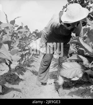 [Ohne Titel, möglicherweise verwandt mit: Der weiße Pächter, Mr. Taylor, hat gerade die Grundierung dieses Tabakfeldes beendet. Granville County, North Carolina]. Stockfoto