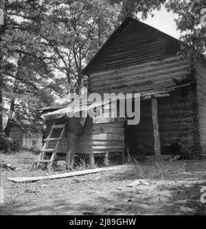 [Ohne Titel, möglicherweise verwandt mit: Junger Sohn des Pächters, der Stäbe für Arbeiter sammelt, um Tabak anzustreicheln. Granville County, North Carolina]. Stockfoto