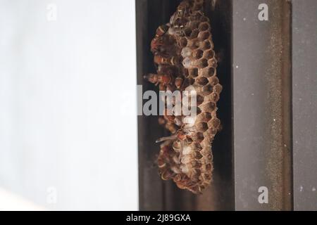 Papierwespenkolonie, die von den Arbeiterwespen gebaut wird. In den sechseckigen Zellen befinden sich Eier. Die Nester von Papierwespen sind durch Öffnen gekennzeichnet Stockfoto