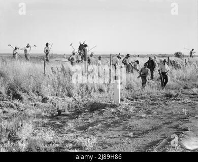 In Der Nähe Von Los Banos, Kalifornien. Wanderarbeiter in der Landwirtschaft, Baumwollhacken. Verlassen Sie das Feld am Ende des Tages. Löhne 20 Cent pro Stunde. Stockfoto