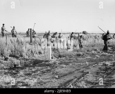 In Der Nähe Von Los Banos, Kalifornien. Wanderarbeiter in der Landwirtschaft, Baumwollhacken. Verlassen Sie das Feld am Ende des Tages. Löhne 20 Cent pro Stunde. Stockfoto