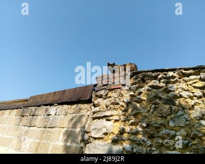 Le Chat observateur sur un mur en pierre à Cerisiers, Yonne, Frankreich Stockfoto