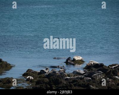 Kolonie der atlantischen Kegelrobben, die sich in der Sonne an der felsigen Küste von Bardsey Island Gwynedd Wales, Großbritannien, ausruhen Stockfoto