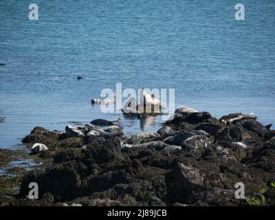 Kolonie der atlantischen Grausiegel Henllwyn Bardsey Island Gwynedd Wales Großbritannien Stockfoto