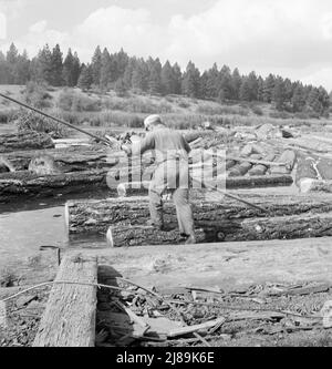 Teichaffe steuert Holzfloß in Mühlenteich. Keno, Klamath County, Oregon. Stockfoto