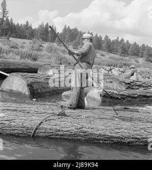 Teichaffe steuert Holzfloß in Mühlenteich. Keno, Klamath County, Oregon. Stockfoto