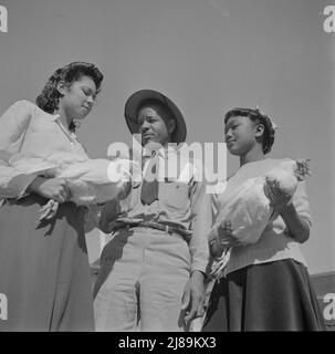 [Untitled photo, möglicherweise verwandt mit: Dayton Beach, Florida. Bethune-Cookman College. Studenten lernen moderne Milchmethoden]. Stockfoto