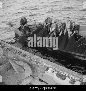 An Bord des Fischerbootes Alden, aus Gloucester, Massachusetts. Fischer ziehen ihre Netze ein, so dass die in ihnen gefangenen Fische mit einem großen Tauchnetz ausgeschöpft werden können. Stockfoto