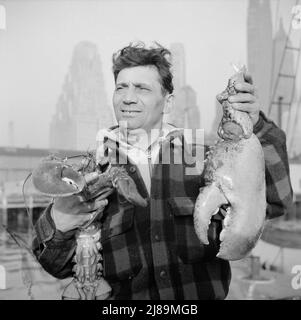 New York, New York. Legen Sie Stevedore auf dem Fulton Fischmarkt an, und halten Sie riesige Hummerkrallen an. Stockfoto