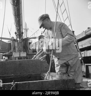 New York, New York. Legen Sie Stevedores am Fulton-Fischmarkt an, und schicken Sie Körbe mit Fisch aus den Laderäumen der Boote zu den Docks, wo er gekauft, in Fässern gelagert und in Eis verpackt wird, um ihn an Großhändler zu liefern. Stockfoto