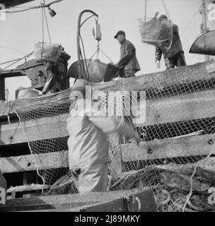 New York, New York. Legen Sie Stevedores am Fulton-Fischmarkt an, und schicken Sie Körbe mit Fisch aus den Laderäumen der Boote zu den Docks, wo er gekauft, in Fässern gelagert und in Eis verpackt wird, um ihn an Großhändler zu liefern. Stockfoto