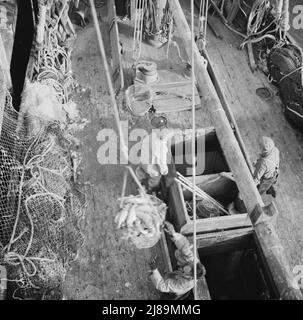 New York, New York. Legen Sie Stevedores am Fulton-Fischmarkt an, und schicken Sie Körbe mit Fisch aus den Laderäumen der Boote zu den Docks, wo er gekauft, in Fässern gelagert und in Eis verpackt wird, um ihn an Großhändler zu liefern. Stockfoto