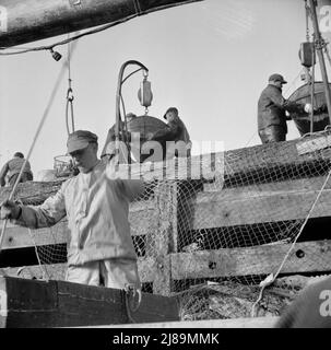 New York, New York. Legen Sie Stevedores am Fulton-Fischmarkt an, und schicken Sie Körbe mit Fisch aus den Laderäumen der Boote zu den Docks, wo er gekauft, in Fässern gelagert und in Eis verpackt wird, um ihn an Großhändler zu liefern. Stockfoto