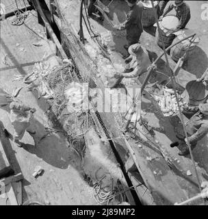 New York, New York. Fulton Fischmarkt Dock Stevedores Entladen und Wiegen von Fisch am frühen Morgen. Stockfoto