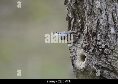 Nahaufnahme eines eurasischen Nuthatches (Sitta europaea) mit linkem Profil Greifender vertikaler gealterter Baumstamm rechts vom Bild Blick links vom Bild, UK Stockfoto