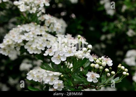 Weiße Maiblumen (Weißdorn, Crataegus monogyna) klassische britische Blüte des Frühlings Stockfoto