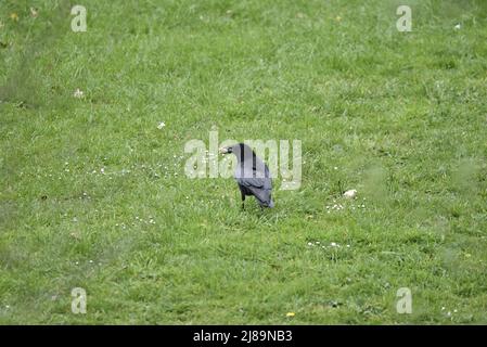 Rückansicht eines nördlichen Raben (Corvus corax) mit Kopf nach links vom Bild gedreht, mit einem Stück Brot im Schnabel, während er auf Spring Grass in Großbritannien stand Stockfoto
