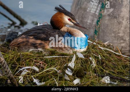 Eier zum Brüten von Vögeln. Großer Haubenreiher mit Plastikmüll. Podiceps cristatus in Schachteln. Plastikverschmutzung, Naturschutz und Umweltschutz Stockfoto