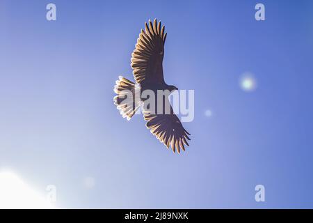 Fliegender Falke am sonnigen Himmel Stockfoto