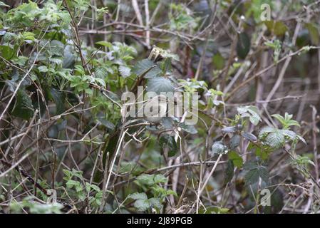 Gemeine Chiffchaff (Phylloscopus collybita), die im Mai auf einem Zweig in einer Heckenpartie über einem Zufluss des Flusses Rhiw im rechten Profil in Mid-Wales, Großbritannien, thront Stockfoto