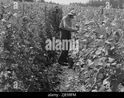 Wandernde Bohnenpflücker, kamen aus Dakota. Oregon, Marion County, in der Nähe von West Stayton. Stockfoto