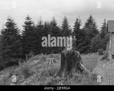 [Ohne Titel, möglicherweise verwandt mit: Zeigt den Charater des Landes in den Hügeln um Elma. WESTERN Wasington, Grays Harbor County, 5 km nördlich von Elma. Stockfoto