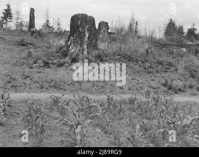 Zeigt Charater des Landes in den Hügeln um Elma. WESTERN Wasington, Grays Harbor County, 5 km nördlich von Elma. Stockfoto