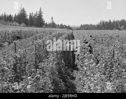 Bohnenpflücker zur Erntezeit. Die Pflücker im Vordergrund kamen aus South Dakota. Oregon, Marion County, in der Nähe von West Stayton. Stockfoto