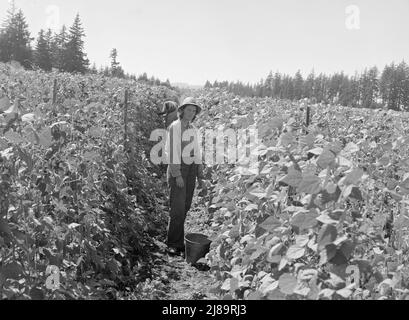 [Ohne Titel, möglicherweise verwandt mit: Bohnenpflücker zur Erntezeit. Die Pflücker im Vordergrund kamen aus South Dakota. Oregon, Marion County, in der Nähe von West Stayton]. Stockfoto