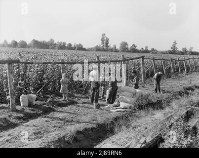 Gewichtsskalen am Rand des Bohnenfeldes. In Der Nähe Von West Stayton, Marion County, Oregon. Stockfoto