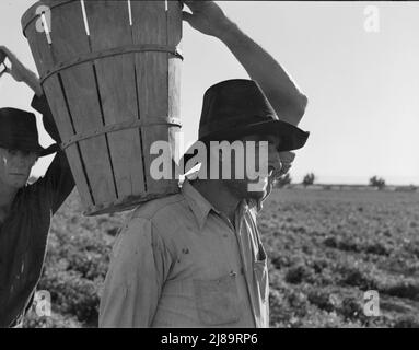 Pflücker kommen in den Wägemeister. PEA Field in der Nähe von Calipatria, Kalifornien. Stockfoto