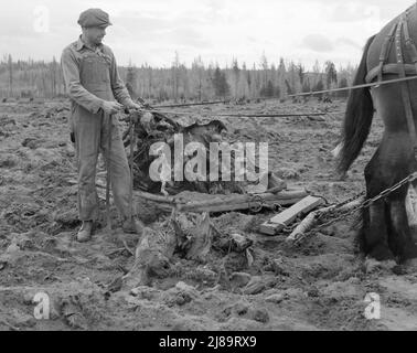 Ehemaliger Arbeiter der Holzmühle räumt acht Hektar großes Feld ab, nachdem die Planierraupe Stumps gezogen hat. Boundary Stumps. Boundary County, Idaho. Stockfoto