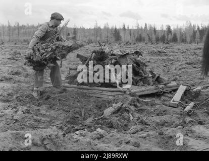 Ehemaliger Arbeiter der Holzmühle räumt acht Hektar großes Feld ab, nachdem die Planierraupe Stumps gezogen hat. Boundary Stumps. Boundary County, Idaho. Stockfoto