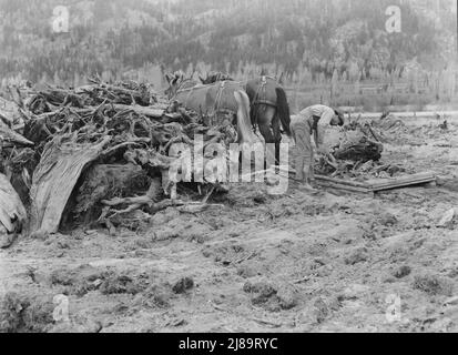 Ehemaliger Arbeiter der Holzmühle räumt acht Hektar großes Feld ab, nachdem die Planierraupe Stumps gezogen hat. Boundary Stumps. Boundary County, Idaho. Stockfoto