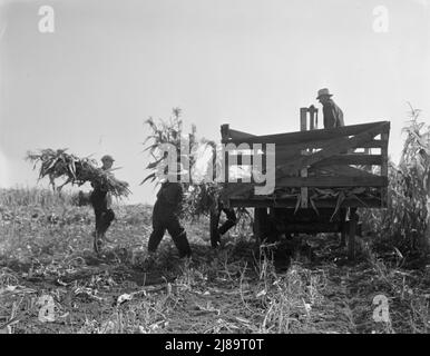 Kooperierende Bauern beladen Waggons mit Mais. Einer der acht kooperierenden Bauern fährt beladene Waggons zum Silo. Yamhill County, Oregon. Stockfoto